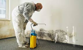 Why You Should Choose Our Mold Remediation Services in Pine Ridge, FL